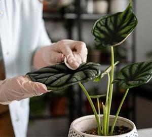 بسترهای تخصصی گیاهان